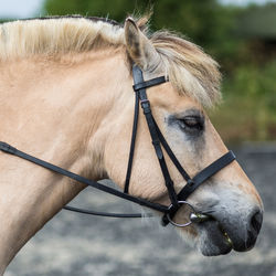 Close-up of horse in ranch