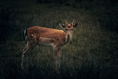 Deer standing on field