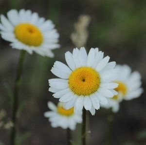 Close-up of daisy flower