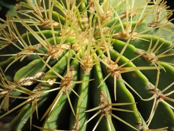 Close-up of cactus