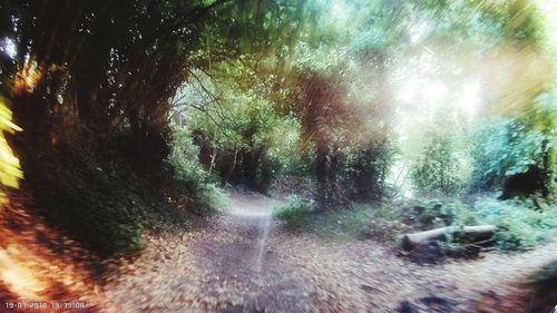 Full frame shot of trees in forest