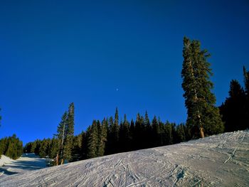 Trees on landscape against clear blue sky