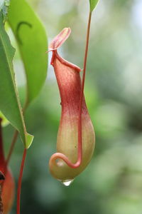 Close-up of red flowering plant