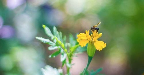 Close-up of bee pollinating on yellow flower