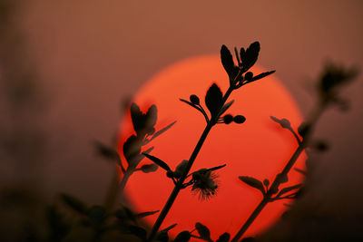 Close-up of silhouette plant against orange sky