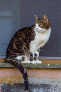 Italian cat stay out of window, italian cat, animals lovers, wildlife.european kittens, italy.