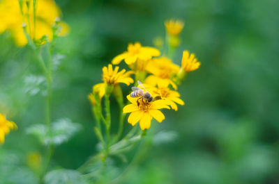 flowering plant