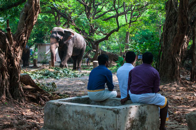 Rear view of men sitting on retaining wall with elephants in background