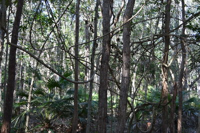 Trees in forest