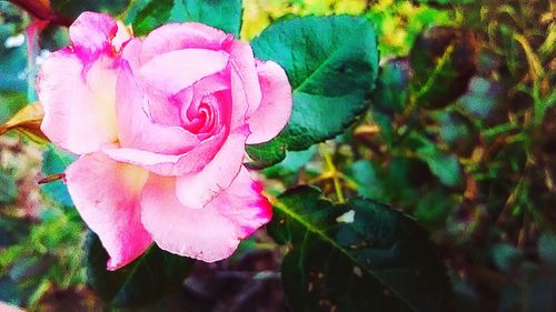 Close-up of pink flower