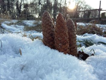 Close-up of pine cone during winter