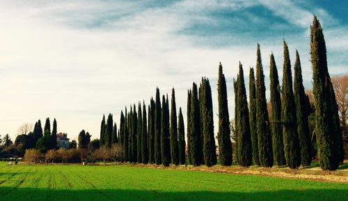 Trees growing by grassy field against sky