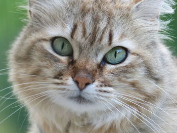 Close-up portrait of cat