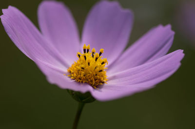 Close-up of flower blooming outdoors