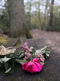 Close-up of pink flowering plant on table