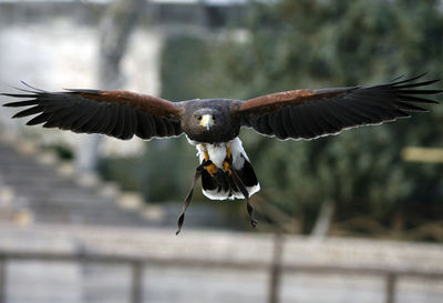 Close-up of eagle flying