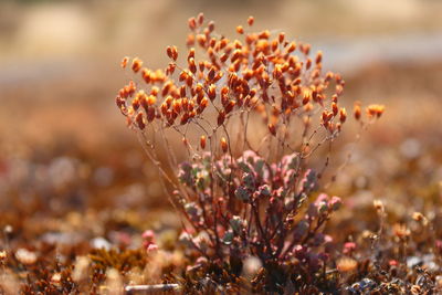 Close-up of flowering plant