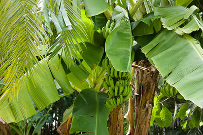 Lots of green bananas on the tree