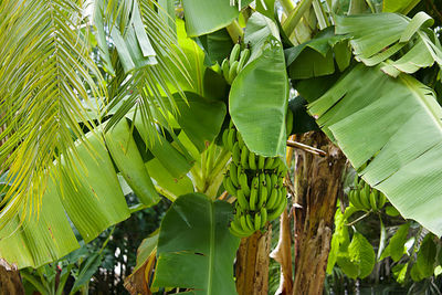 Low angle view of palm tree