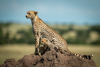 Full length of cheetah sitting on rock