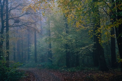 Trees in forest during autumn