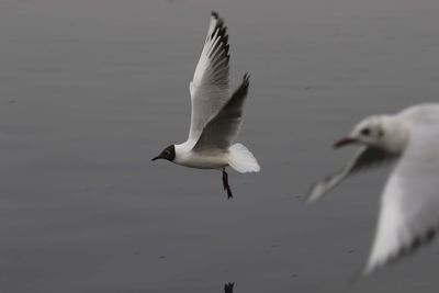 Seagulls flying in the sky