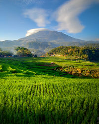 Beautiful views of the green rice fields coupled with beautiful mountains and clear skies
