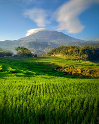 Scenic view of agricultural field against sky