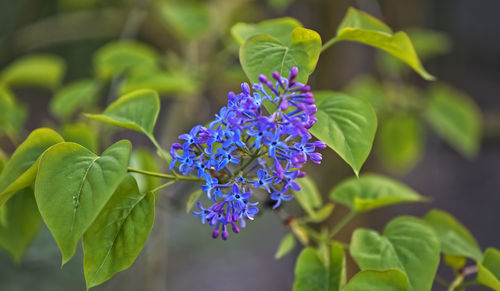 Close-up of purple flowering plant