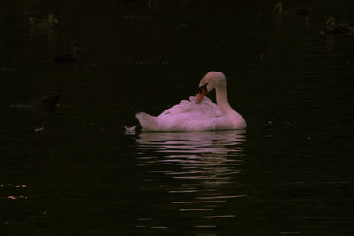 Swan swimming in a lake