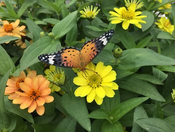 Butterfly on flower