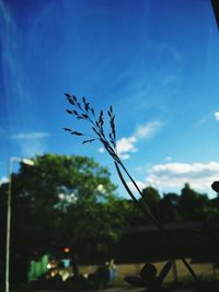 Close-up of plants against blue sky