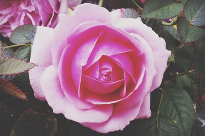 Close-up of pink rose