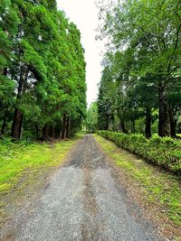 Road amidst trees in forest