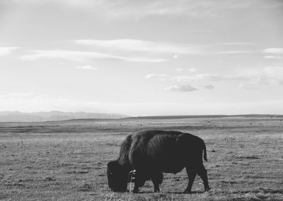 A buffalo grazing the high plains of colorado 