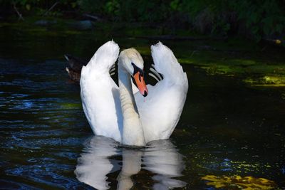 Swan swimming in a lake