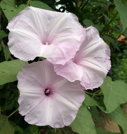 Close-up of pink rose flower