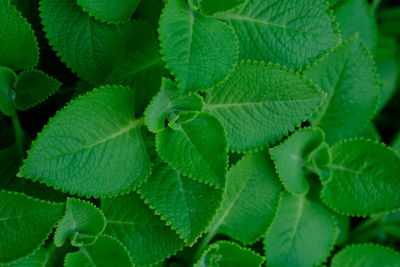 Full frame shot of green leaves