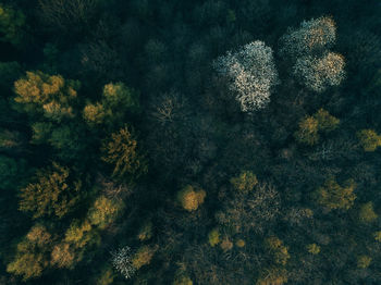 Full frame shot of trees