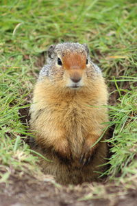 Close-up of an animal on field