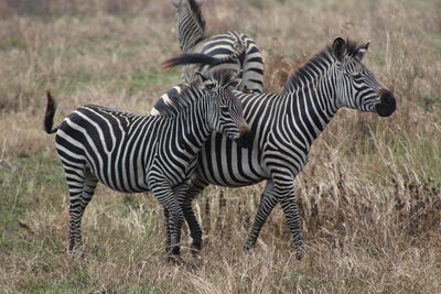 Zebras standing on grass