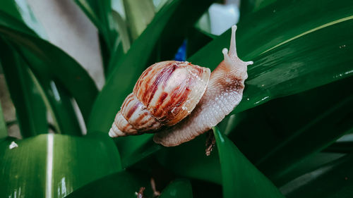 Close-up of snail on leaves