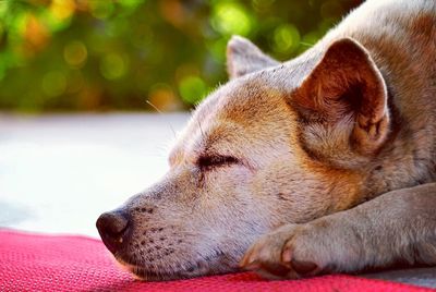 Close-up of a dog sleeping