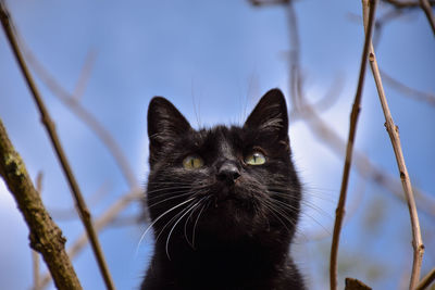 Close-up portrait of a cat