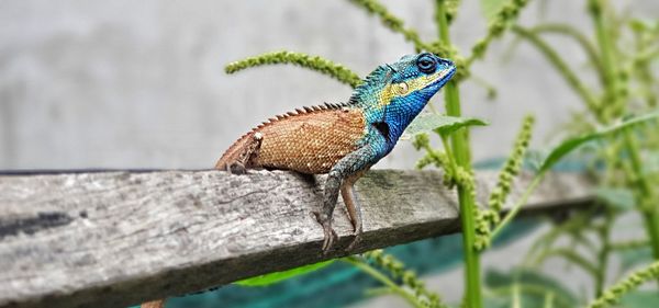 Close-up of a lizard on a tree