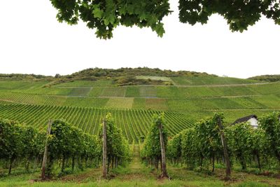 Scenic view of vineyard against sky