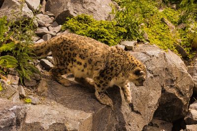 Side view of a cat