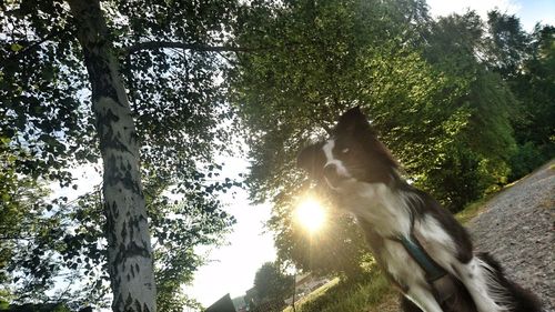 Low angle view of bird on tree against sky