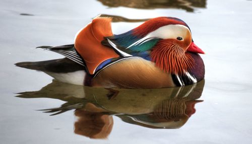 Close-up of bird swimming in lake