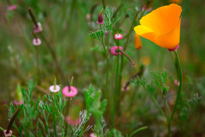 Close-up of pink flowers blooming in field